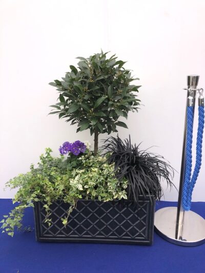 Plants in Trough for hire