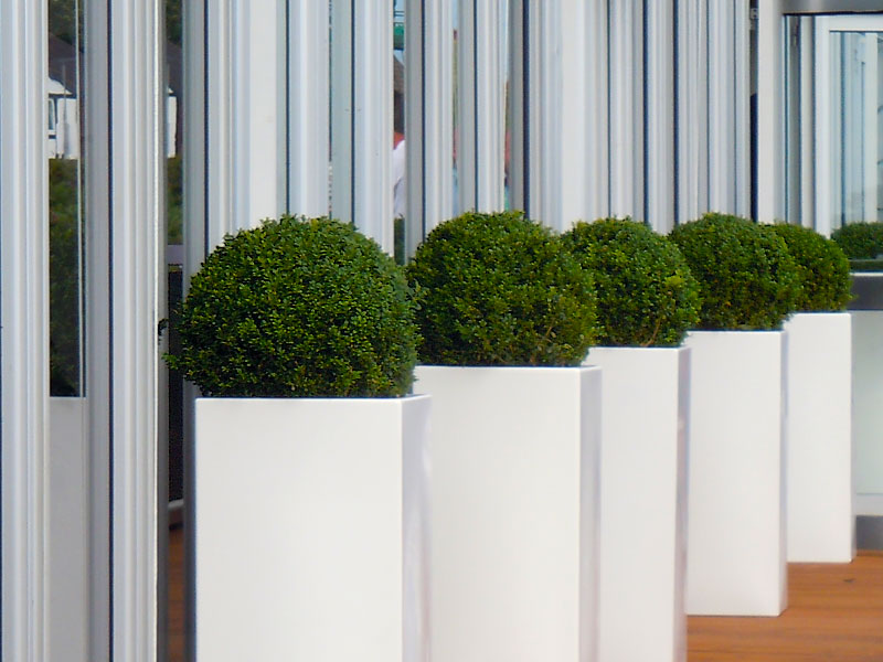 Row of Buxus in tall white containers