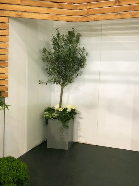 2m Olive Tree