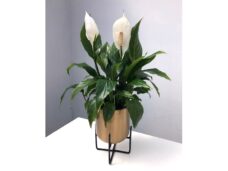 Peace Lilly in decorative pot