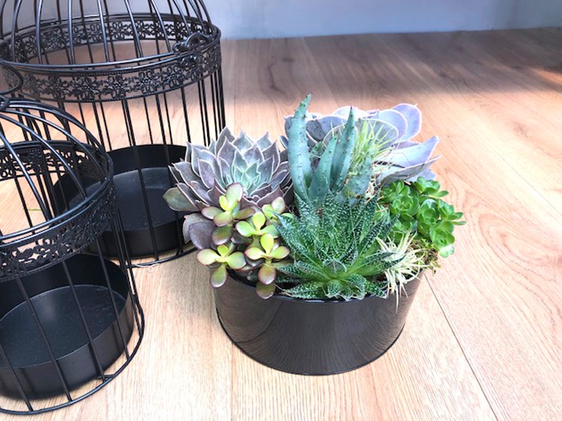 Table Bowl of Succulents