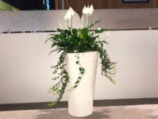 Spathiphyllum Display [Peace Lily]