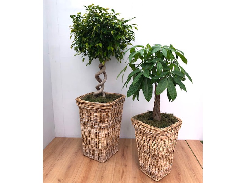 Natural Wicker Baskets with a choice of Trees