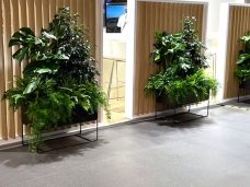 Client's own Troughs planted with Foliage