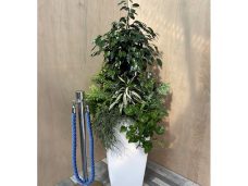 ficus-mixed-foliage
