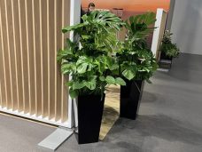 Monstera-cheese plant