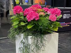 Stunning-Hydrangeas