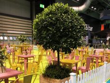 Large Bay tree