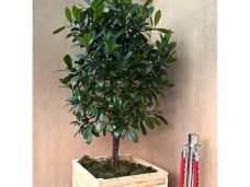 2m African Fig