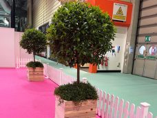 Large Bay Tree