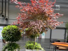 Acer (seasonal)