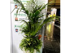 tall-palm-display